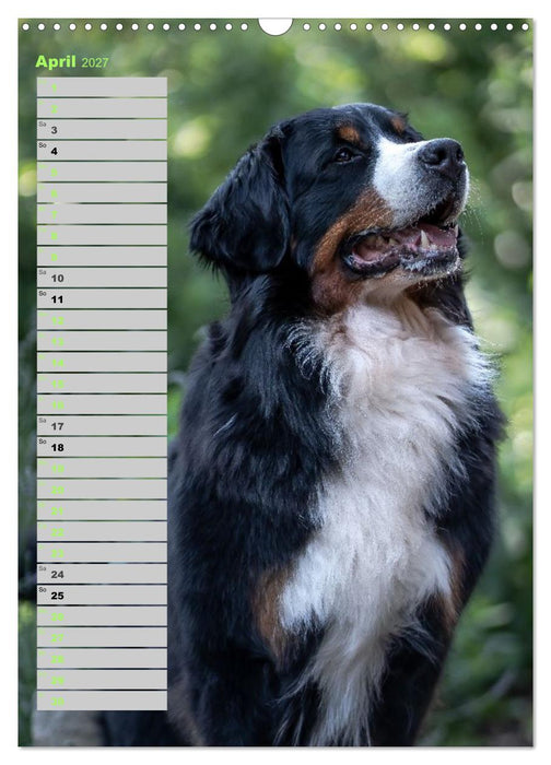 Berner Sennenhunde im Laufe der Jahreszeiten (CALVENDO Wandkalender 2027)