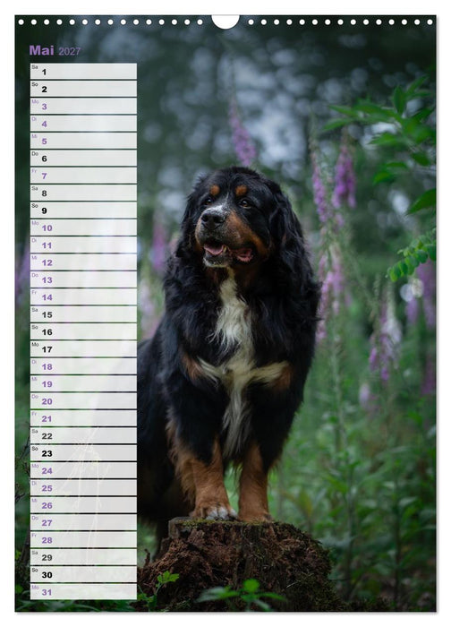 Berner Sennenhunde im Laufe der Jahreszeiten (CALVENDO Wandkalender 2027)