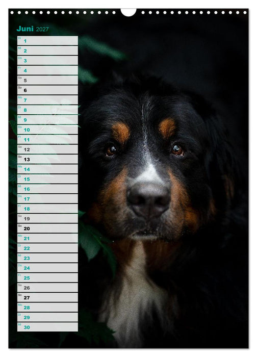 Berner Sennenhunde im Laufe der Jahreszeiten (CALVENDO Wandkalender 2027)
