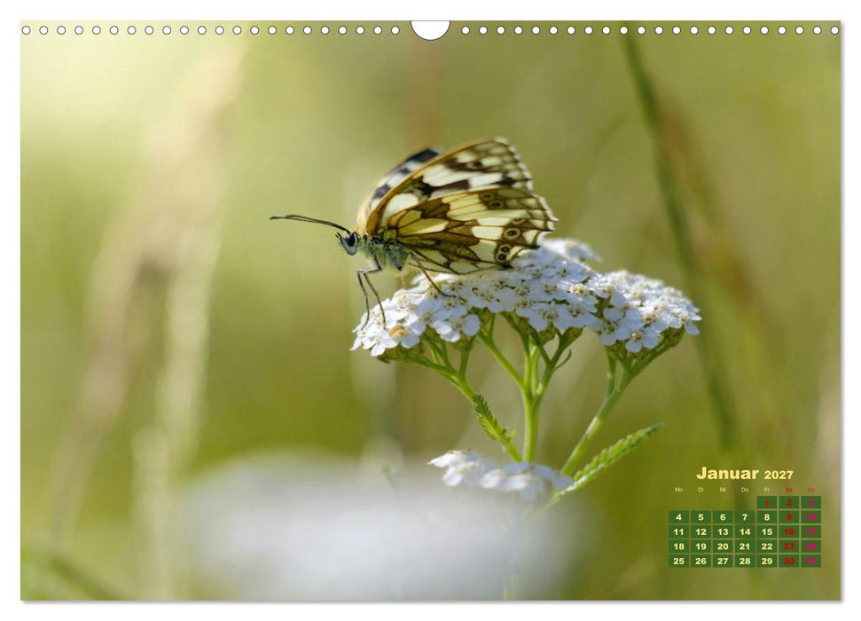 Bunte Insektenwelt (CALVENDO Wandkalender 2027)