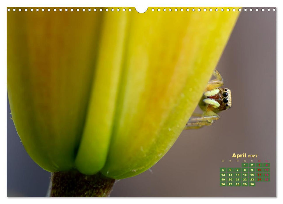 Bunte Insektenwelt (CALVENDO Wandkalender 2027)