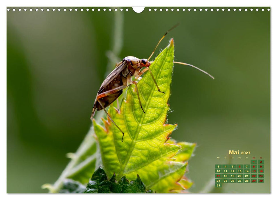 Bunte Insektenwelt (CALVENDO Wandkalender 2027)