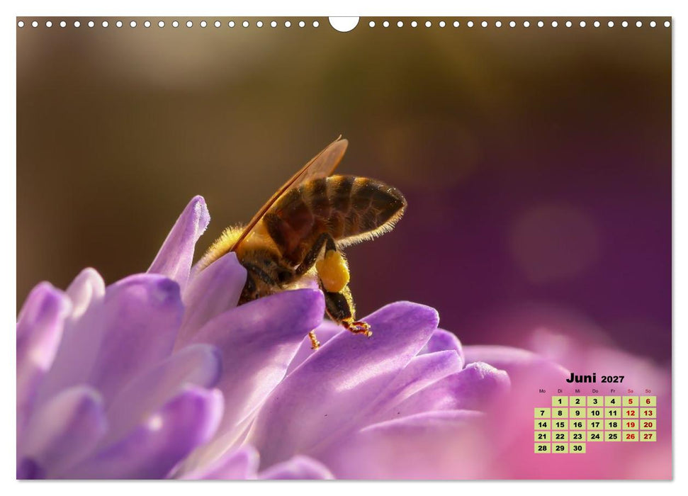 Bunte Insektenwelt (CALVENDO Wandkalender 2027)