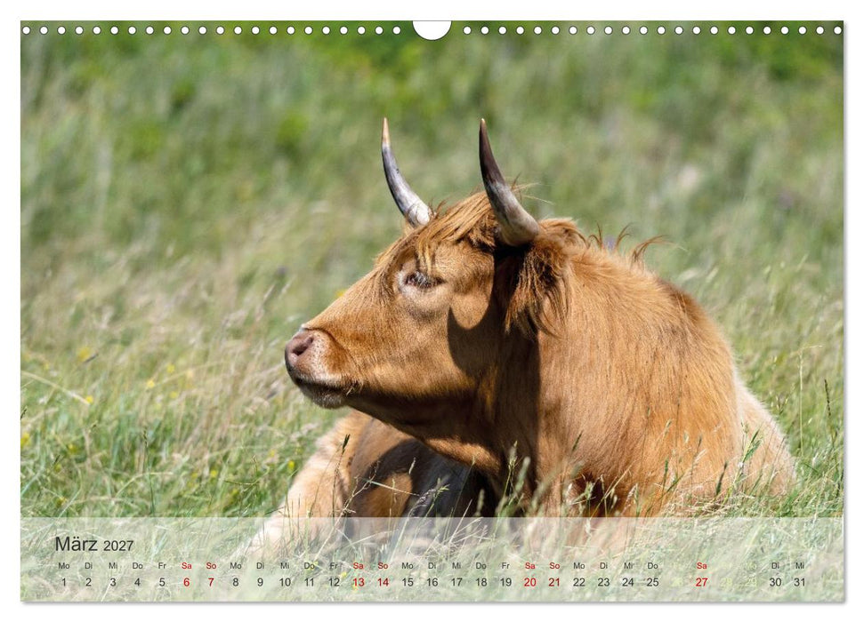 Fanø. Zauberhafte Nordseeinsel - Land und Leute (CALVENDO Wandkalender 2027)