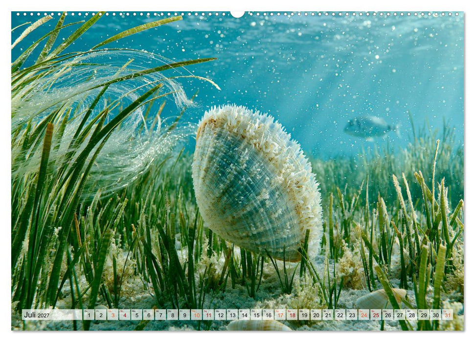 Perlen des Meeres (CALVENDO Premium Wandkalender 2027)