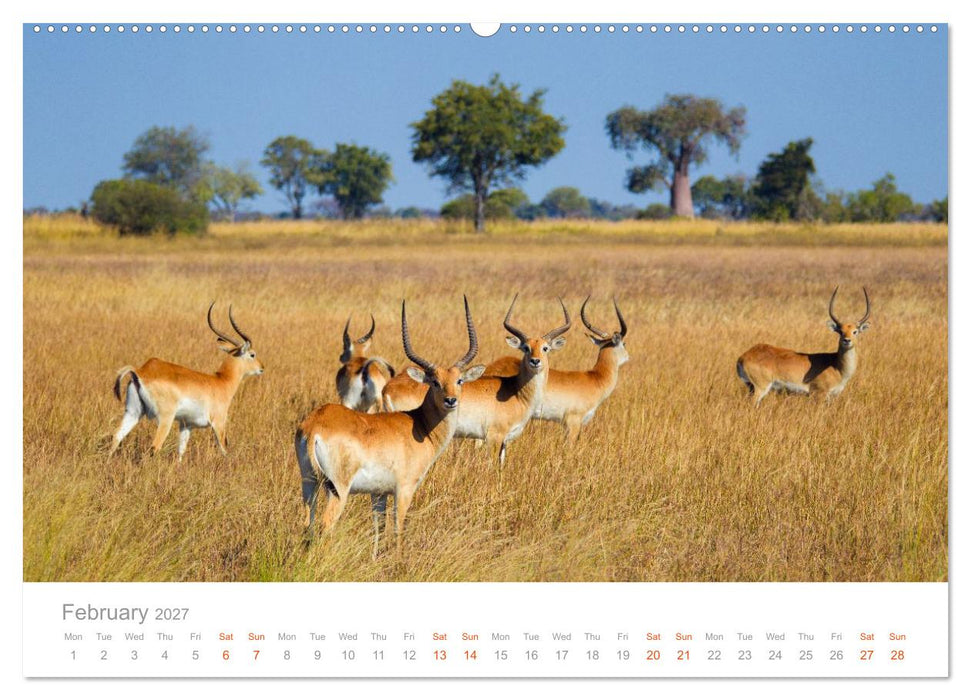 Africa Wildlife Photography (CALVENDO Monthly Calendar 2027)