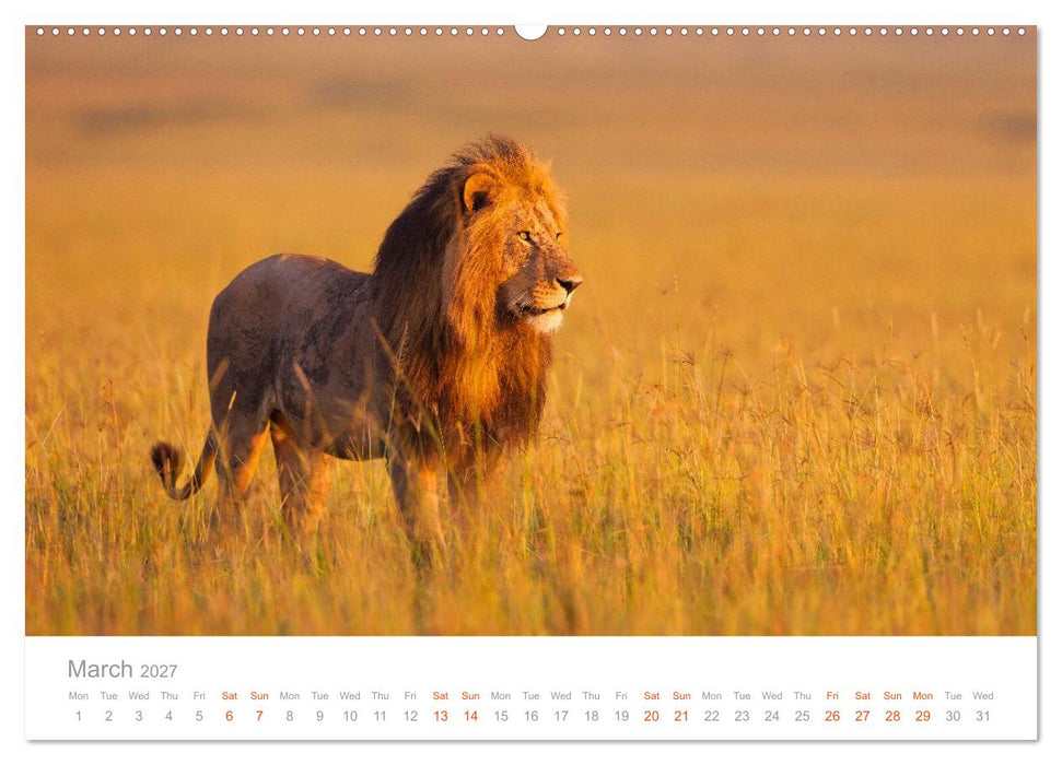 Africa Wildlife Photography (CALVENDO Monthly Calendar 2027)