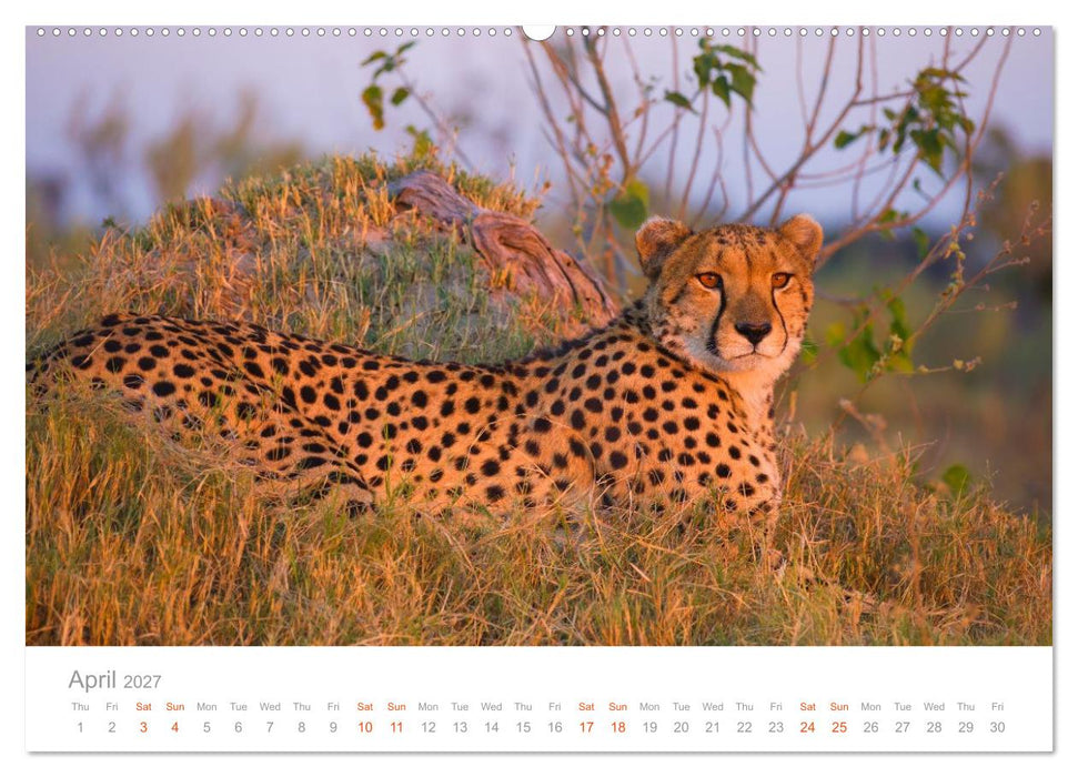 Africa Wildlife Photography (CALVENDO Monthly Calendar 2027)