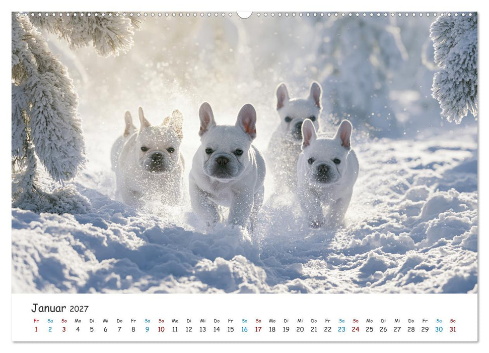 Französische Bulldoggen (CALVENDO Premium Wandkalender 2027)