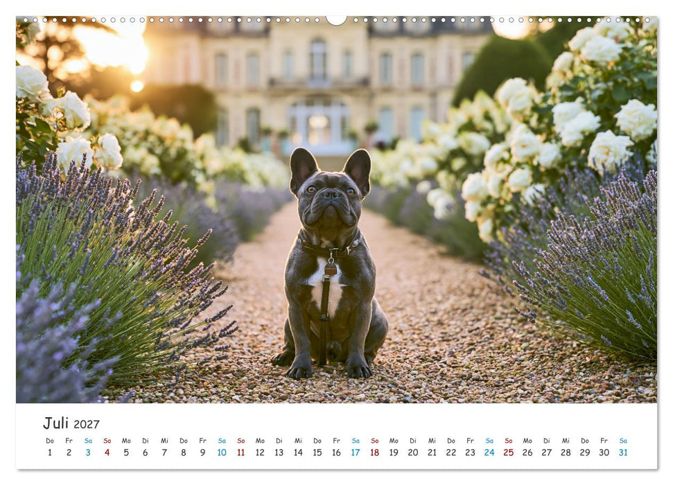 Französische Bulldoggen (CALVENDO Premium Wandkalender 2027)