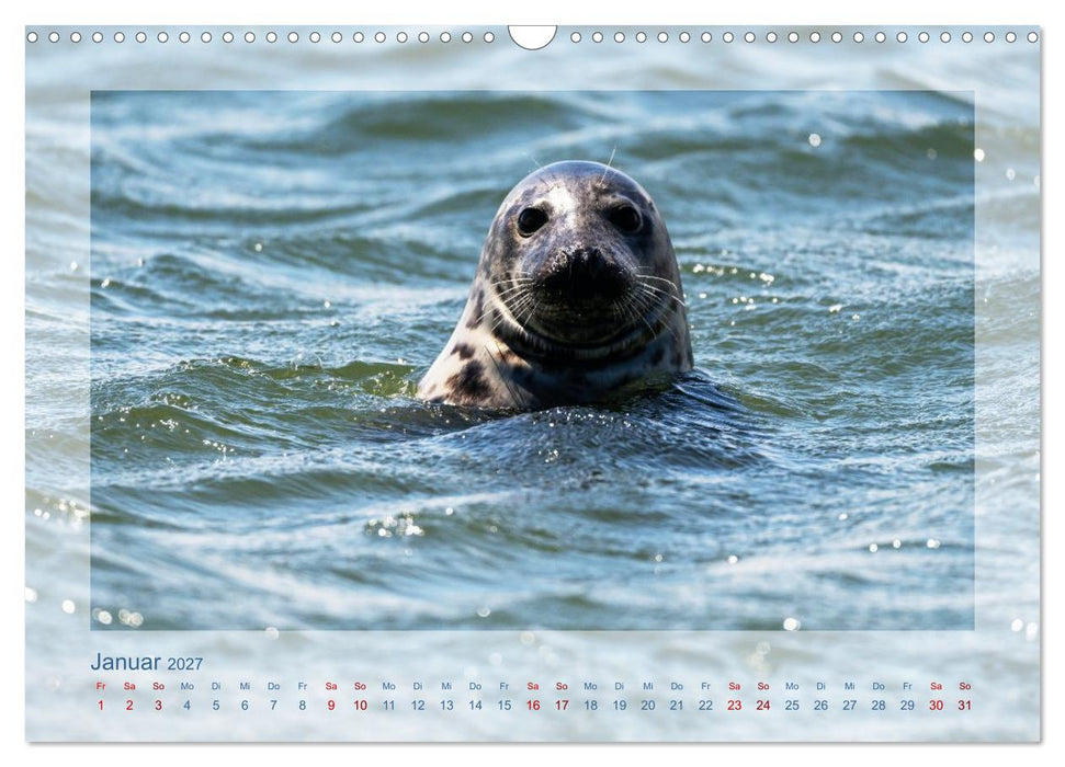 Fanø - Robben (CALVENDO Wandkalender 2027)
