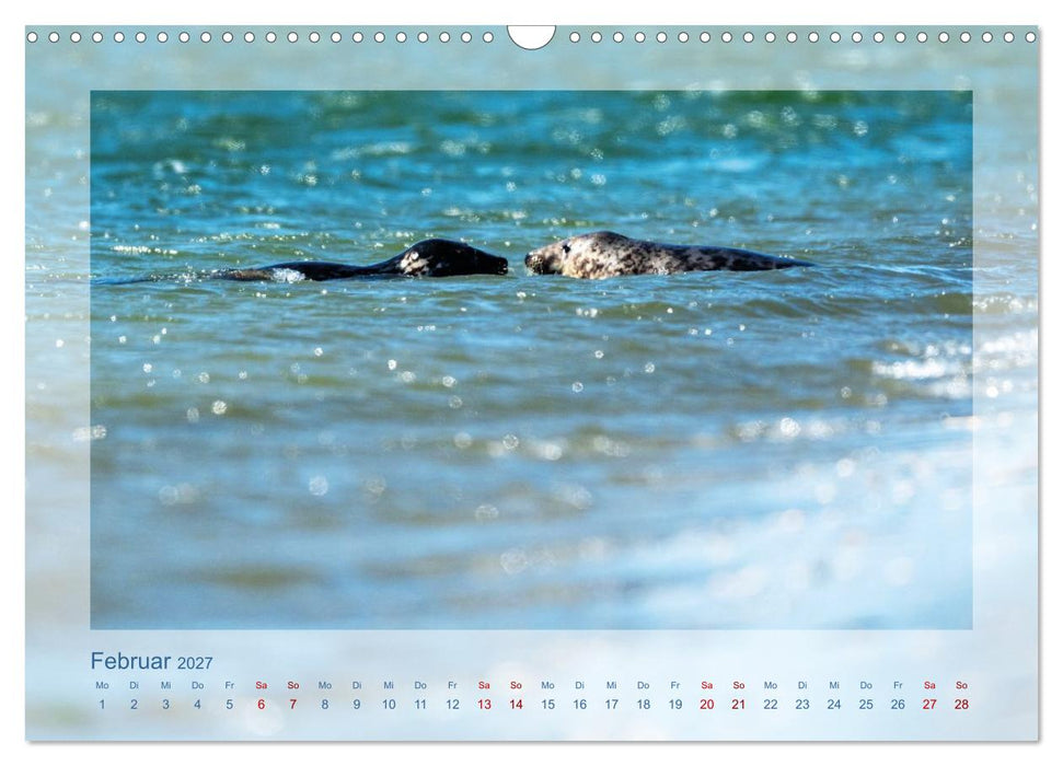 Fanø - Robben (CALVENDO Wandkalender 2027)