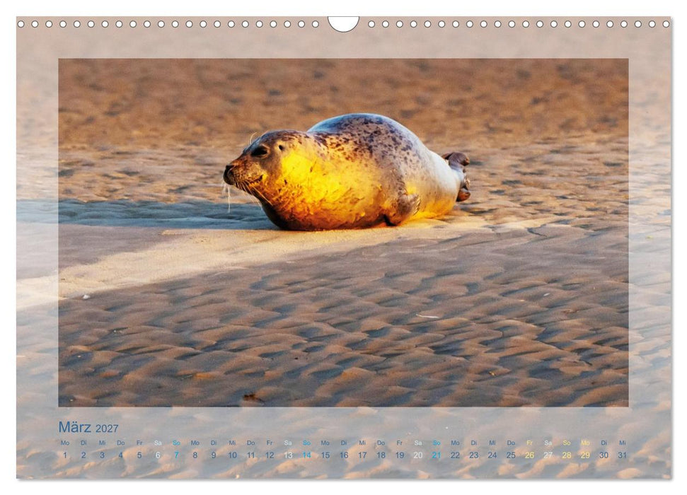 Fanø - Robben (CALVENDO Wandkalender 2027)