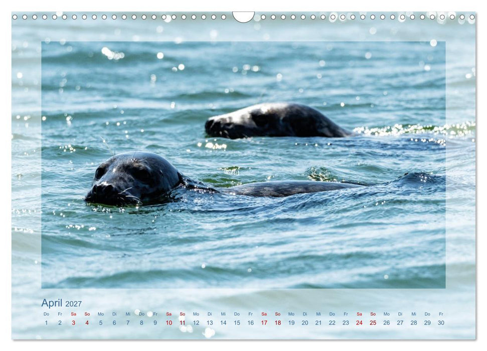 Fanø - Robben (CALVENDO Wandkalender 2027)