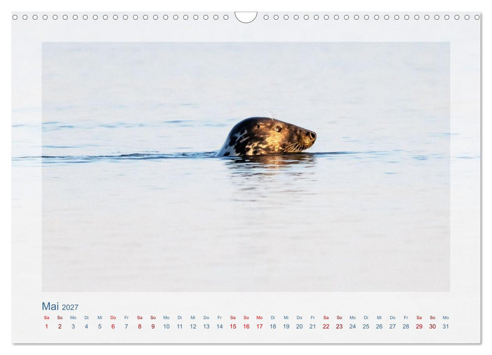 Fanø - Robben (CALVENDO Wandkalender 2027)