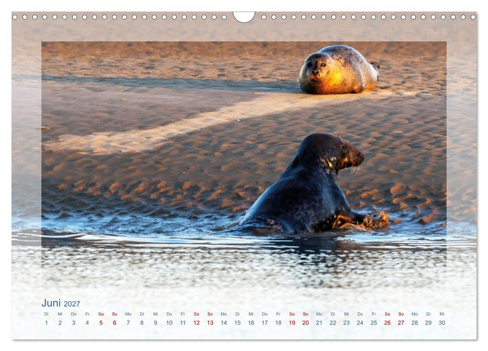 Fanø - Robben (CALVENDO Wandkalender 2027)