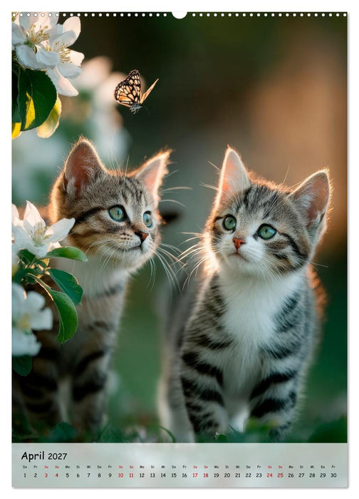 Katzenbabys - Kleine Pfoten, große Herzen (CALVENDO Premium Wandkalender 2027)