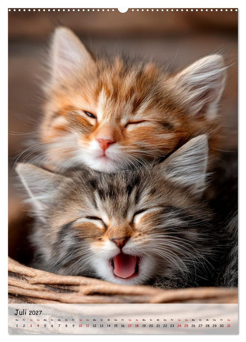 Katzenbabys - Kleine Pfoten, große Herzen (CALVENDO Premium Wandkalender 2027)