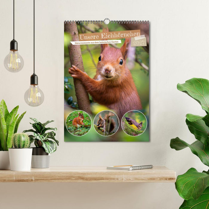 Unsere Eichhörnchen - Naturmomente aus dem heimischen Garten (CALVENDO Wandkalender 2027)