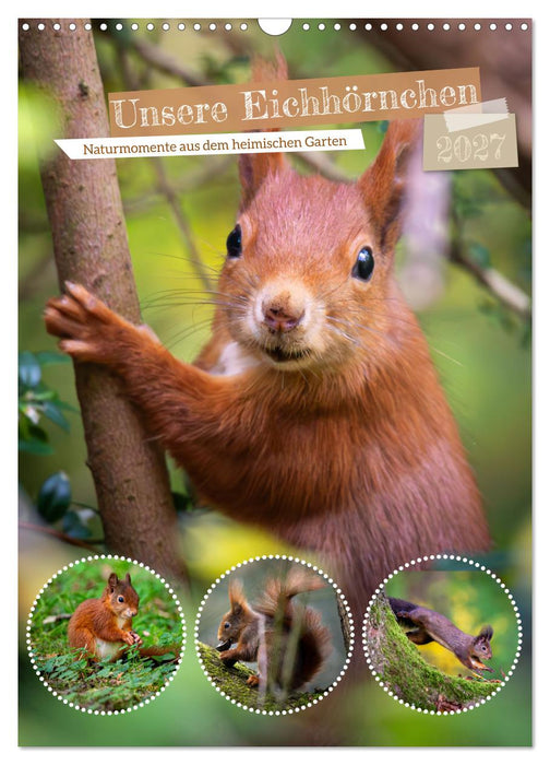 Unsere Eichhörnchen - Naturmomente aus dem heimischen Garten (CALVENDO Wandkalender 2027)
