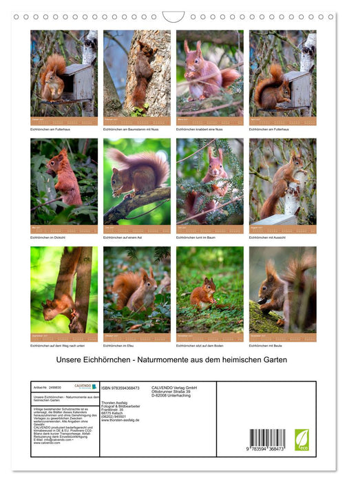 Unsere Eichhörnchen - Naturmomente aus dem heimischen Garten (CALVENDO Wandkalender 2027)