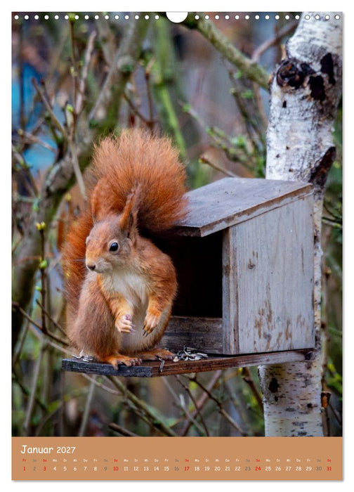 Unsere Eichhörnchen - Naturmomente aus dem heimischen Garten (CALVENDO Wandkalender 2027)
