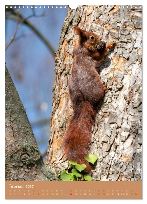 Unsere Eichhörnchen - Naturmomente aus dem heimischen Garten (CALVENDO Wandkalender 2027)