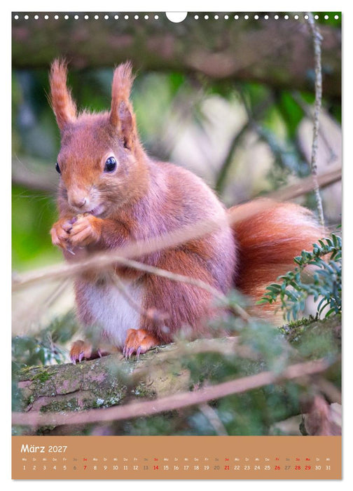 Unsere Eichhörnchen - Naturmomente aus dem heimischen Garten (CALVENDO Wandkalender 2027)