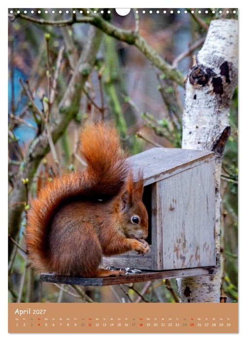 Unsere Eichhörnchen - Naturmomente aus dem heimischen Garten (CALVENDO Wandkalender 2027)