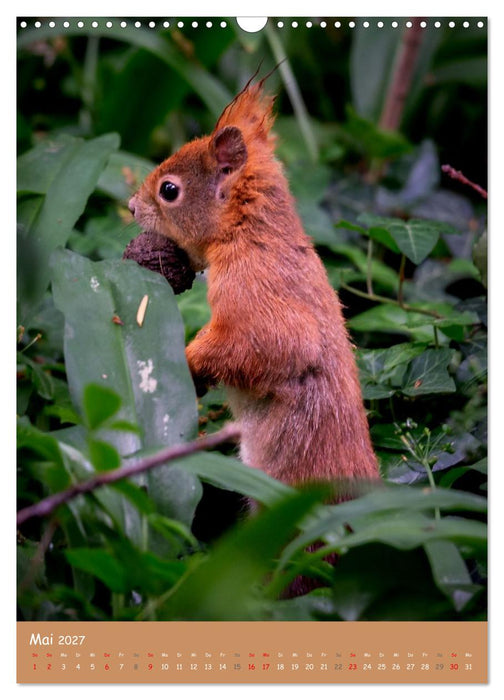 Unsere Eichhörnchen - Naturmomente aus dem heimischen Garten (CALVENDO Wandkalender 2027)