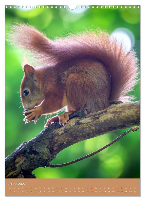 Unsere Eichhörnchen - Naturmomente aus dem heimischen Garten (CALVENDO Wandkalender 2027)