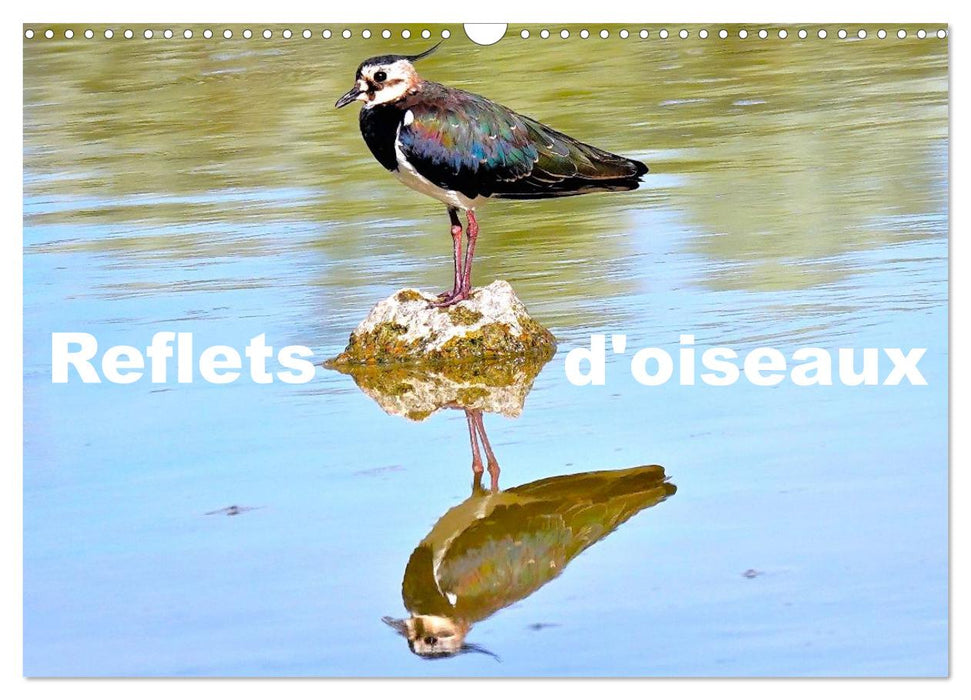 Reflets d'oiseaux (CALVENDO Calendrier mensuel 2027)