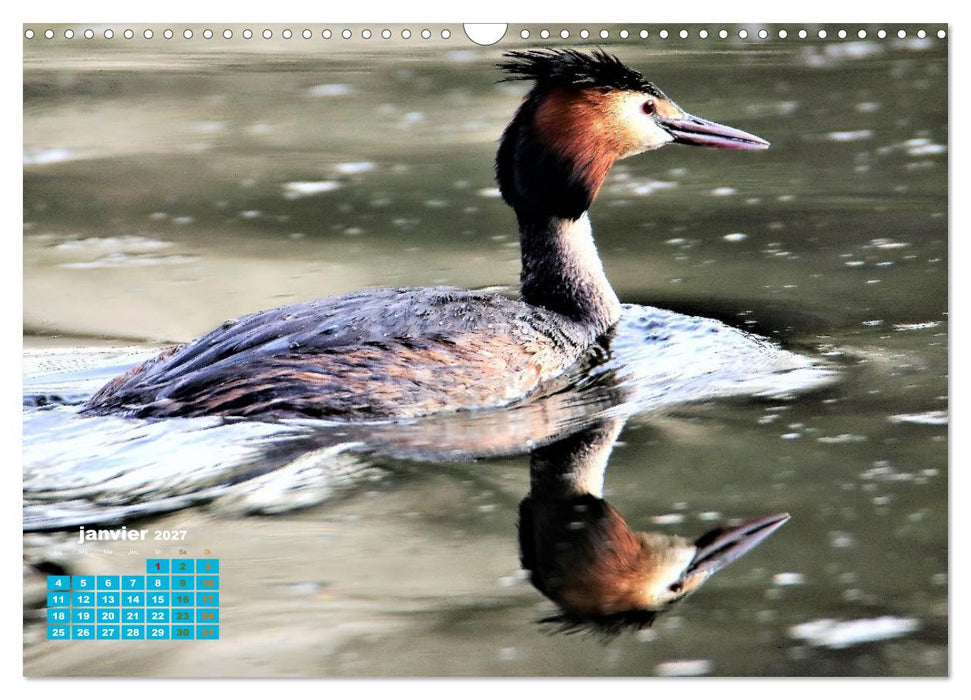 Reflets d'oiseaux (CALVENDO Calendrier mensuel 2027)