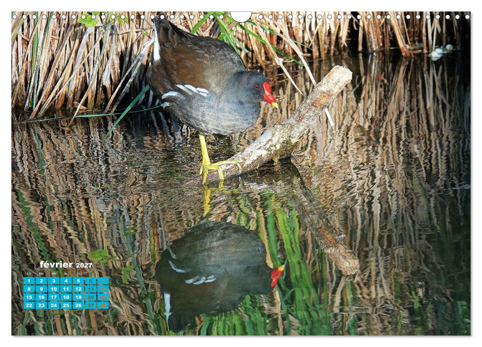 Reflets d'oiseaux (CALVENDO Calendrier mensuel 2027)