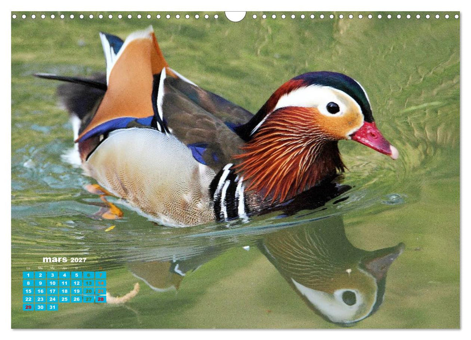 Reflets d'oiseaux (CALVENDO Calendrier mensuel 2027)