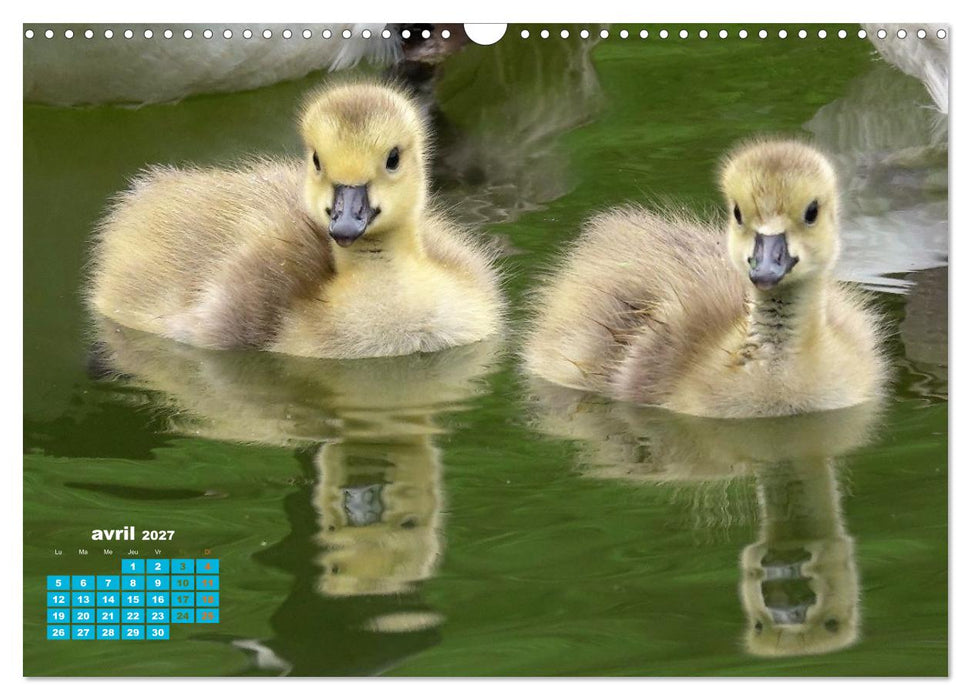 Reflets d'oiseaux (CALVENDO Calendrier mensuel 2027)