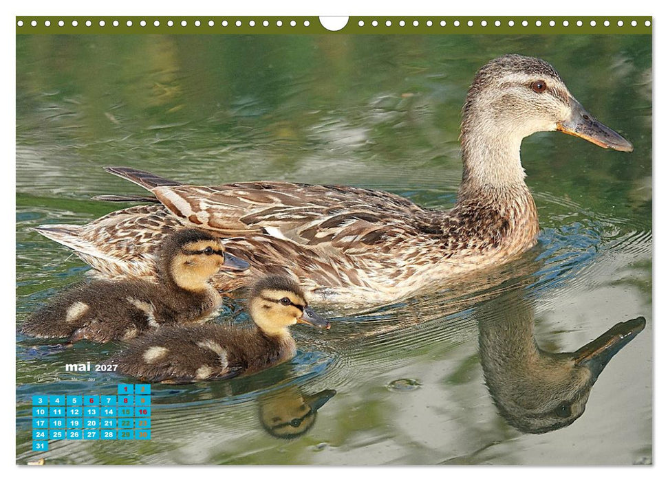 Reflets d'oiseaux (CALVENDO Calendrier mensuel 2027)