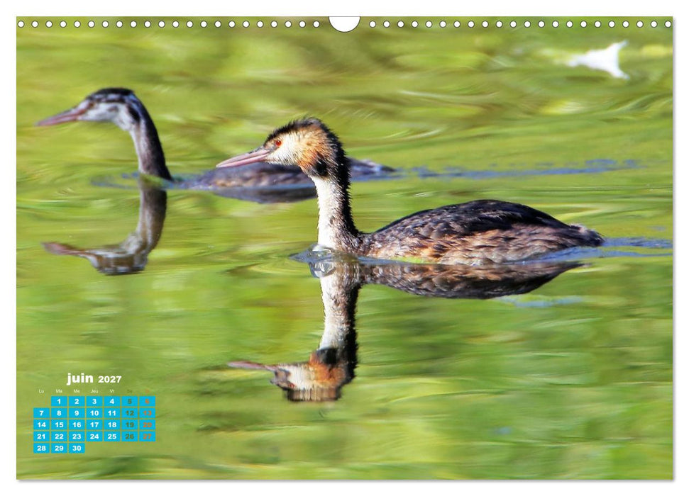 Reflets d'oiseaux (CALVENDO Calendrier mensuel 2027)