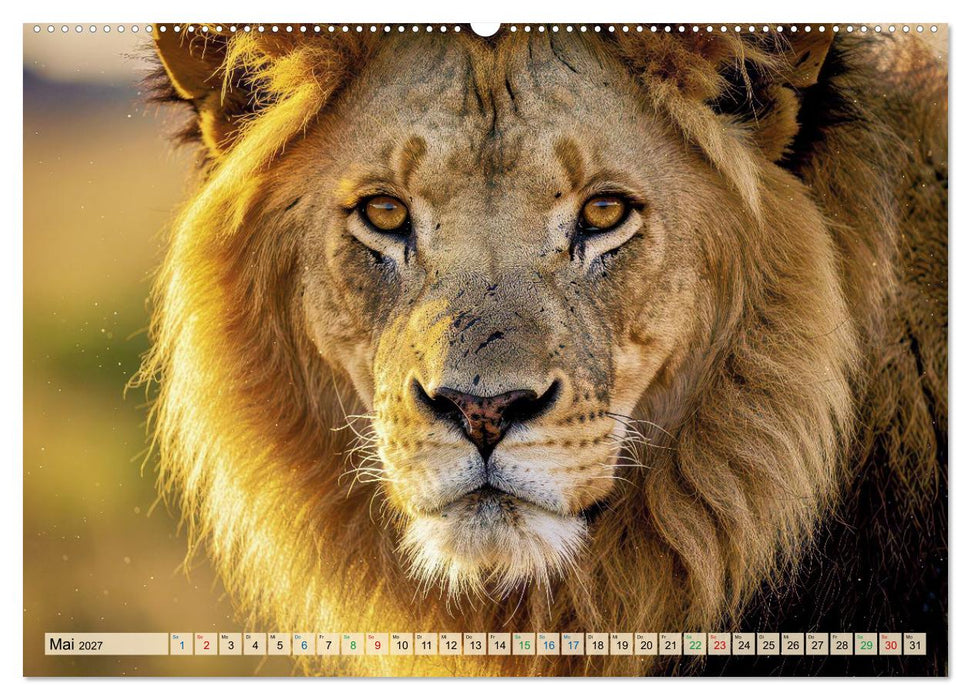 Löwen der Savanne (CALVENDO Premium Wandkalender 2027)