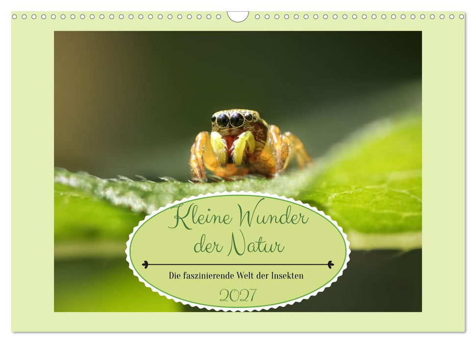 Die faszinierende Welt der Insekten (CALVENDO Wandkalender 2027)