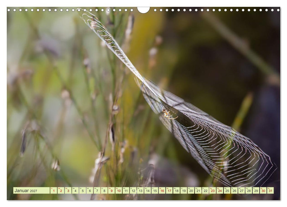Die faszinierende Welt der Insekten (CALVENDO Wandkalender 2027)