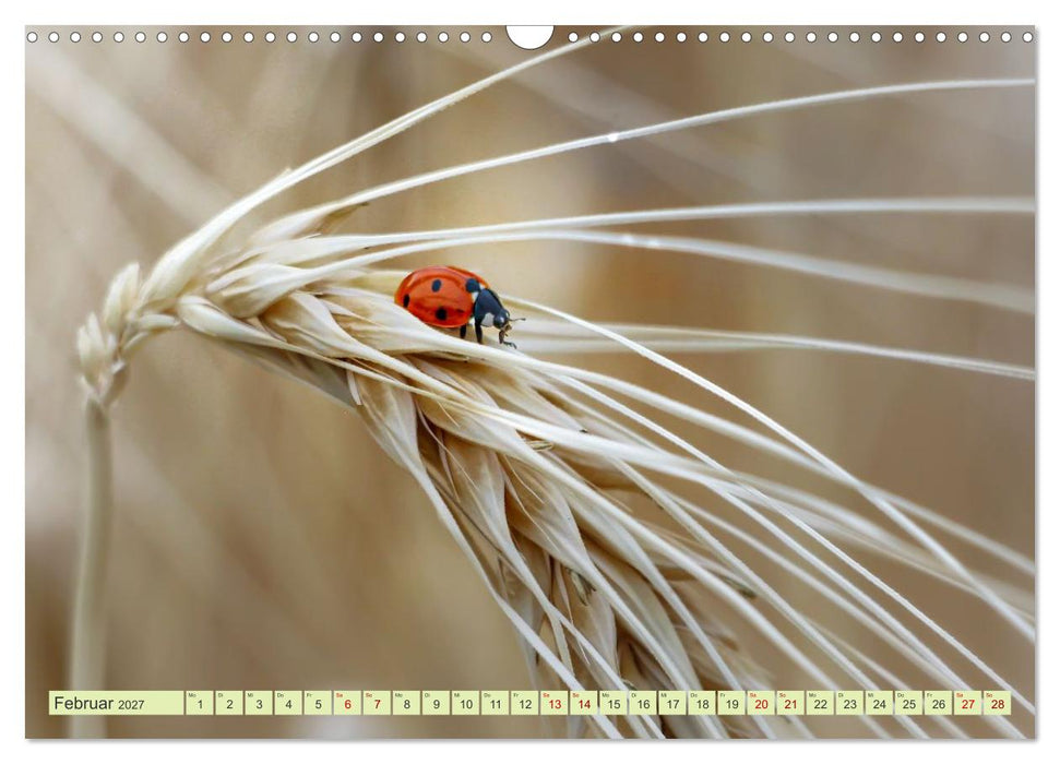 Die faszinierende Welt der Insekten (CALVENDO Wandkalender 2027)