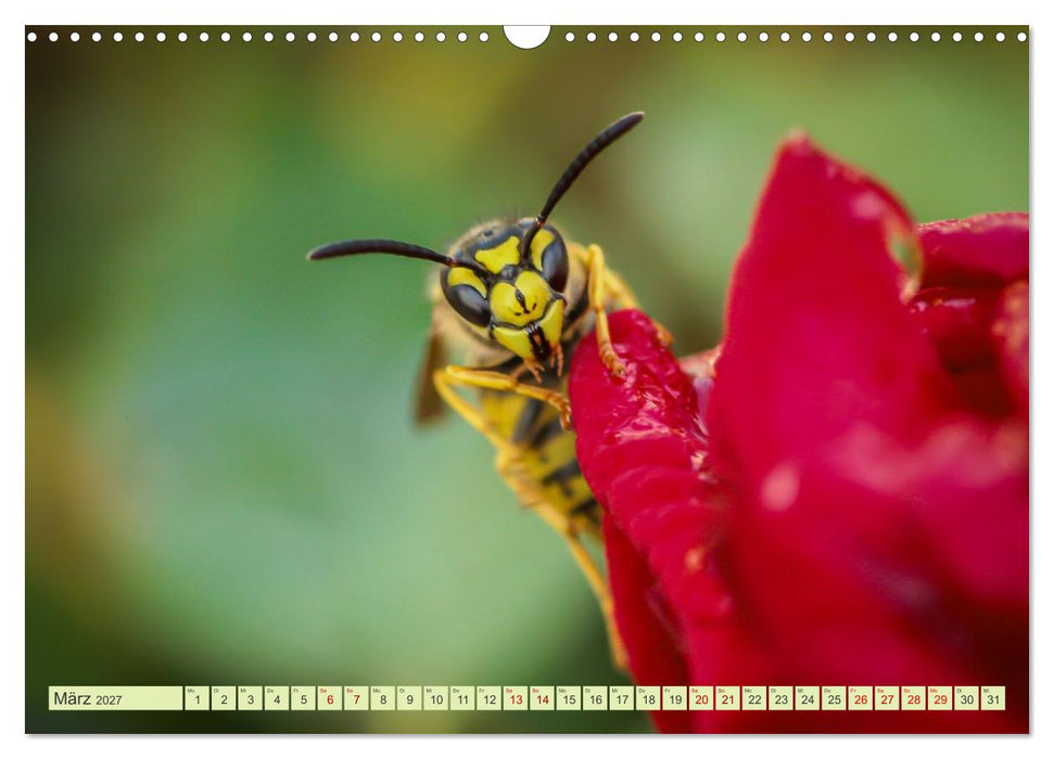 Die faszinierende Welt der Insekten (CALVENDO Wandkalender 2027)