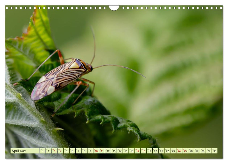 Die faszinierende Welt der Insekten (CALVENDO Wandkalender 2027)