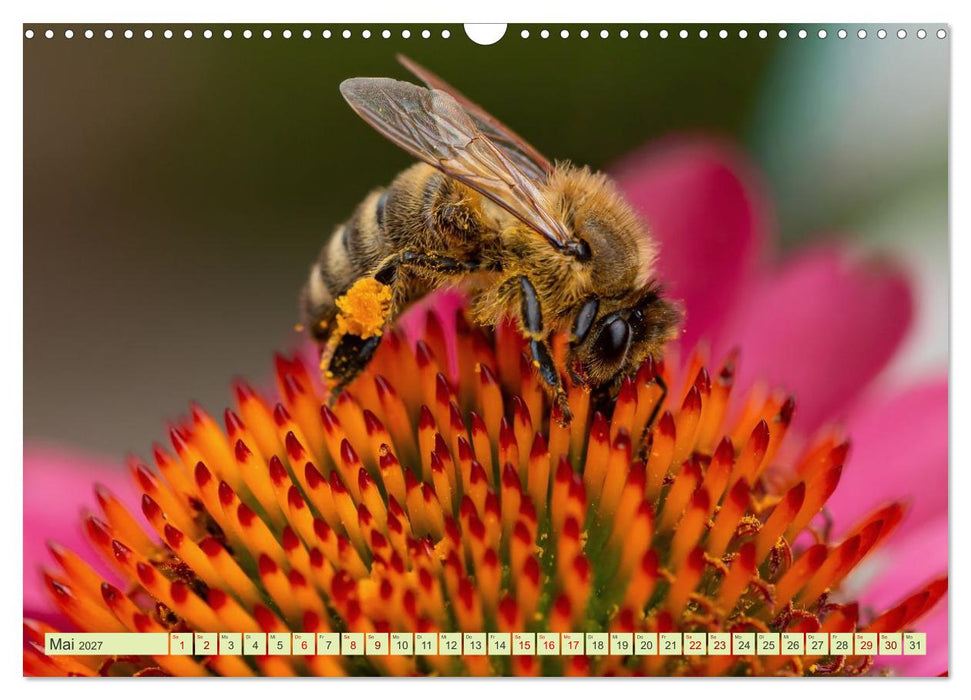 Die faszinierende Welt der Insekten (CALVENDO Wandkalender 2027)