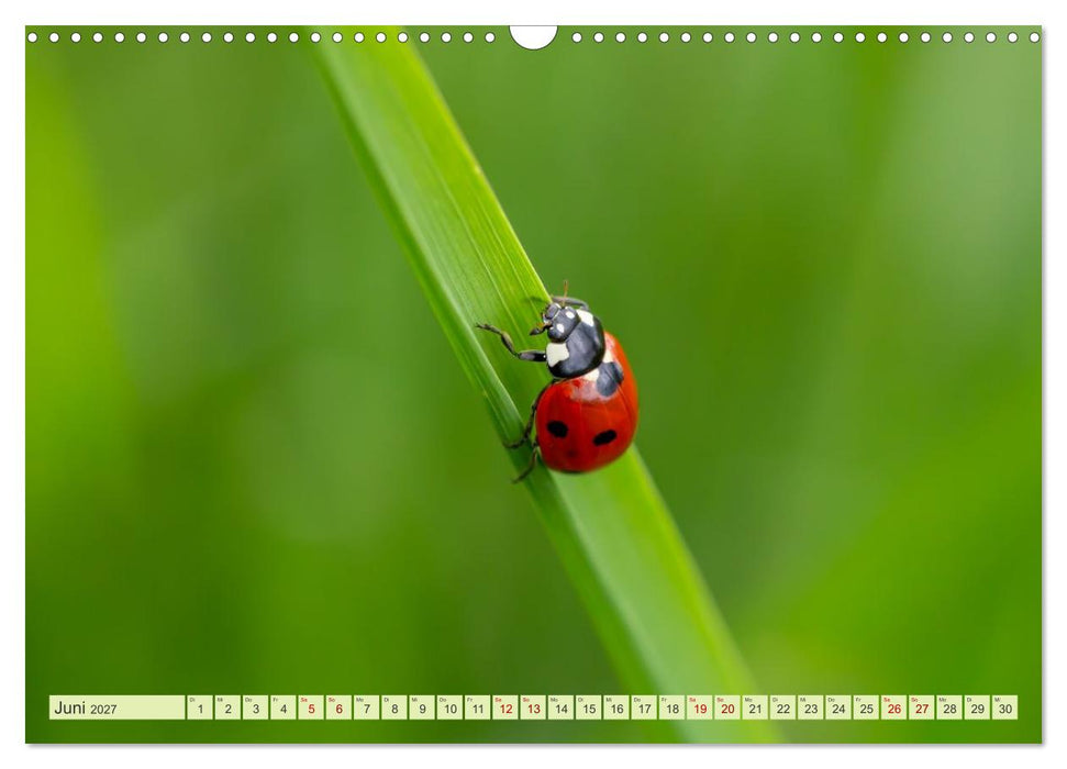 Die faszinierende Welt der Insekten (CALVENDO Wandkalender 2027)