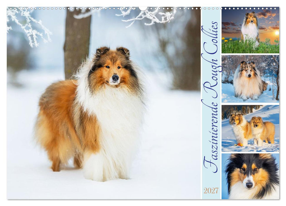 Faszinierende Rough Collies (CALVENDO Wandkalender 2027)