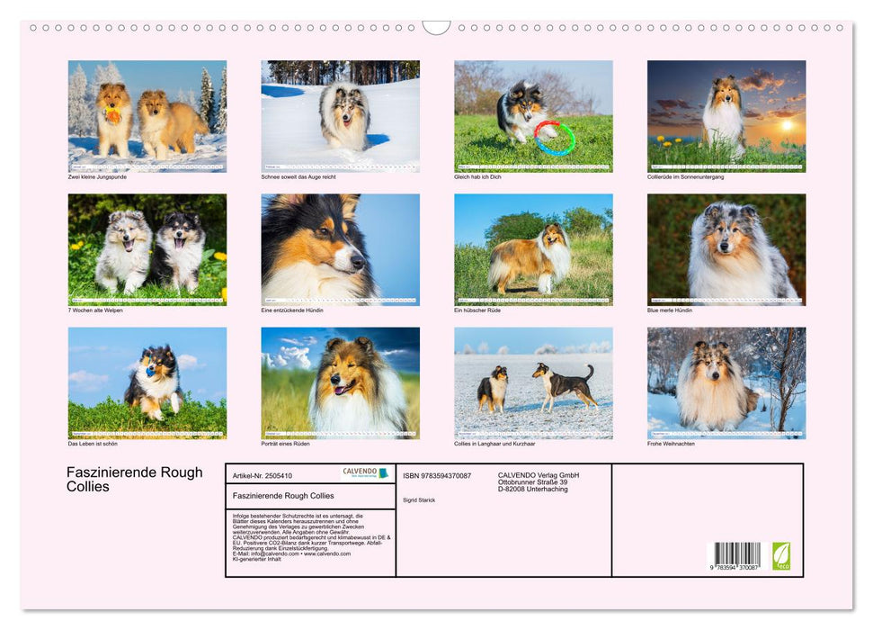 Faszinierende Rough Collies (CALVENDO Wandkalender 2027)