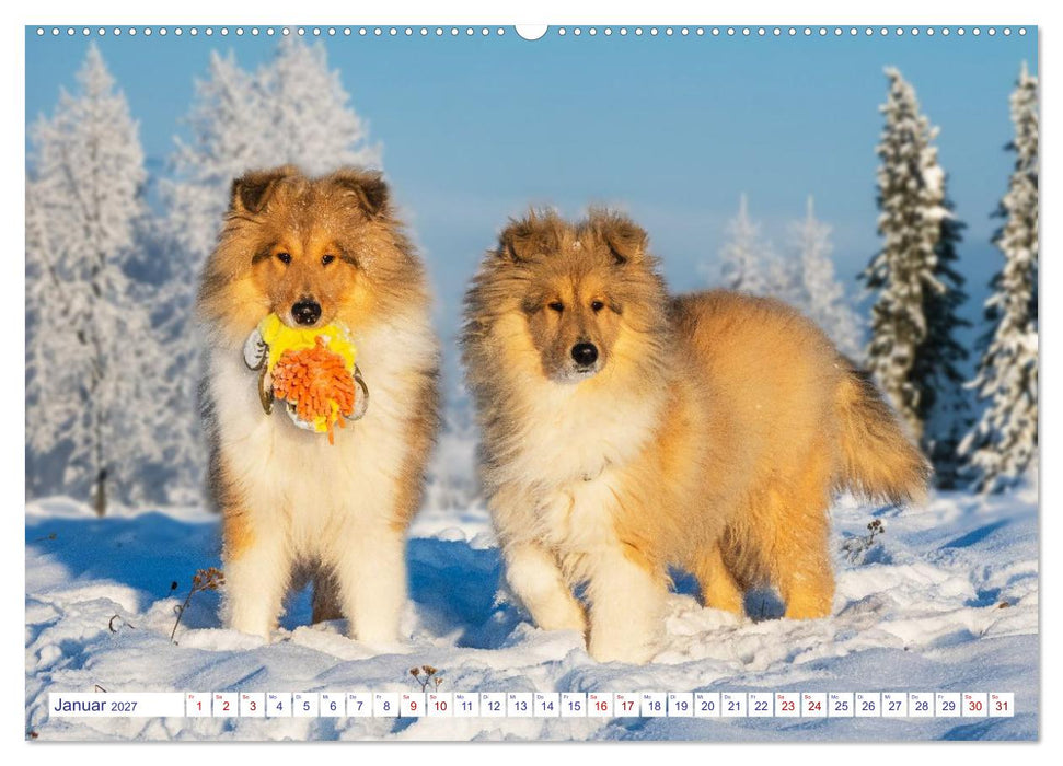 Faszinierende Rough Collies (CALVENDO Wandkalender 2027)