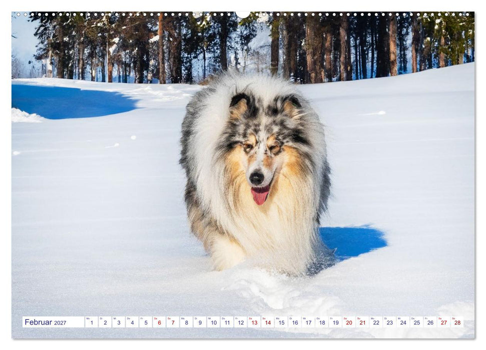 Faszinierende Rough Collies (CALVENDO Wandkalender 2027)